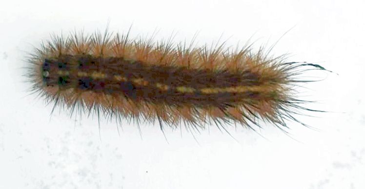 Larva Lepidottero?